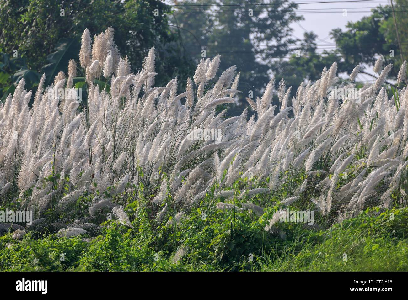 Kans Gras oder wildes Zuckerrohr. Saccharum spontaneum ist eine Art von mehrjährigem Gras in der Familie wahre Gräser. Dieses Foto stammt aus Bangladesch. Stockfoto