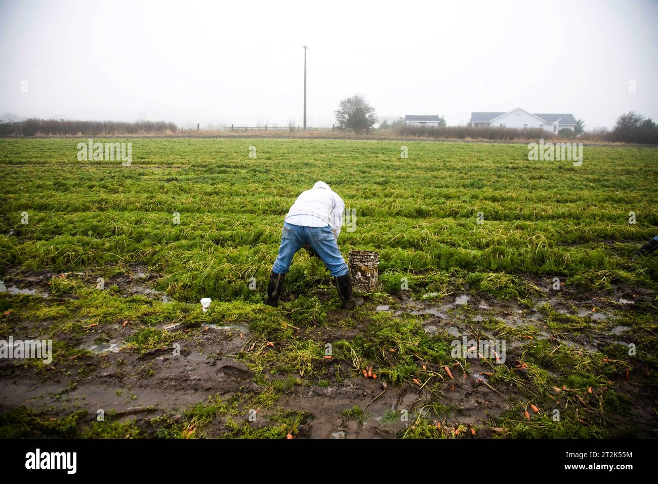 Ein Arbeiter pflückt Karotten im Schlamm und Nebel auf einem Feld mit Bio-Produkten. Stockfoto