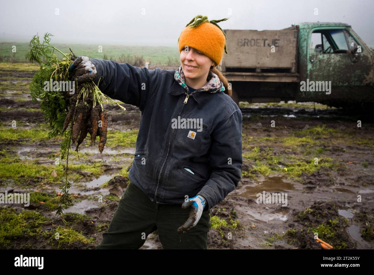 Ein Landwirt auf einer Bio-Farm pflückt Karotten an einem nebeligen Tag. Stockfoto