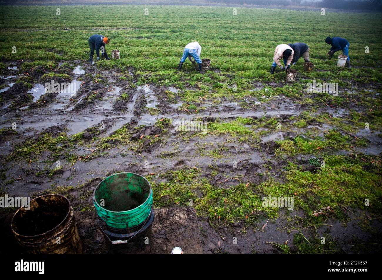 Die Bauern auf einer Bio-Farm pflücken Karotten an einem nebeligen Tag. Stockfoto