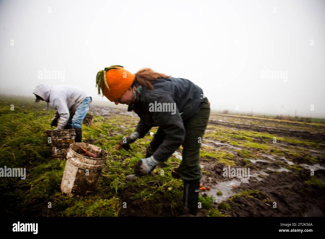 Die Bauern auf einer Bio-Farm pflücken Karotten an einem nebeligen Tag. Stockfoto
