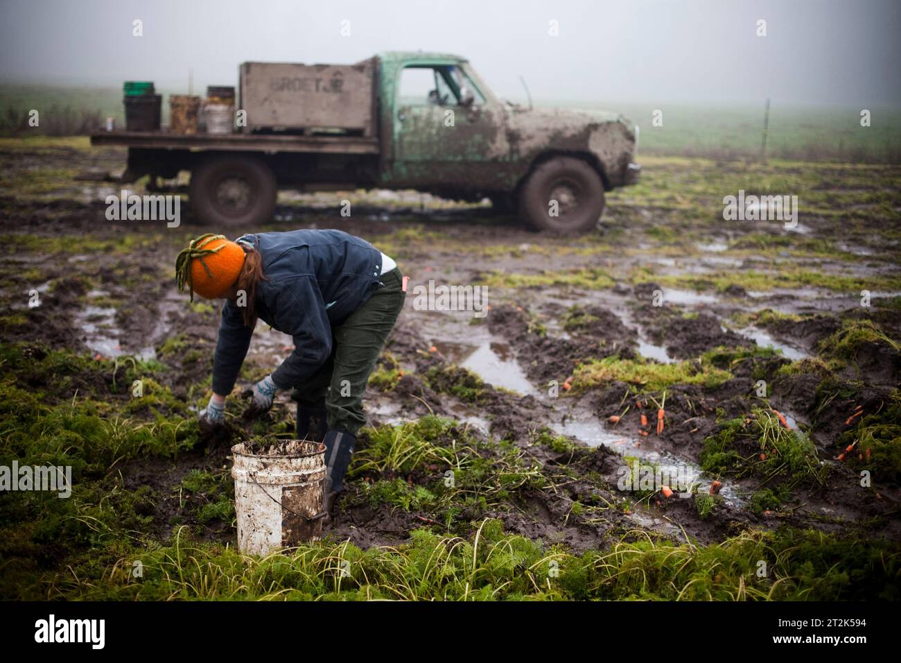 Ein Landwirt auf einer Bio-Farm pflückt Karotten an einem nebeligen Tag. Stockfoto