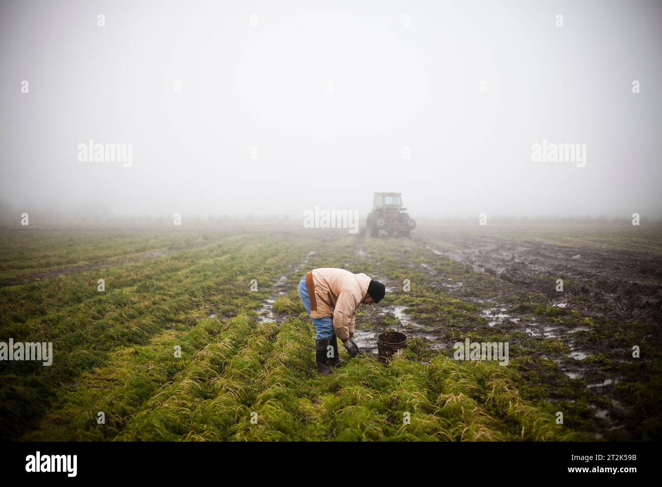 Ein Landwirt auf einer Bio-Farm pflückt Karotten an einem nebeligen Tag. Stockfoto