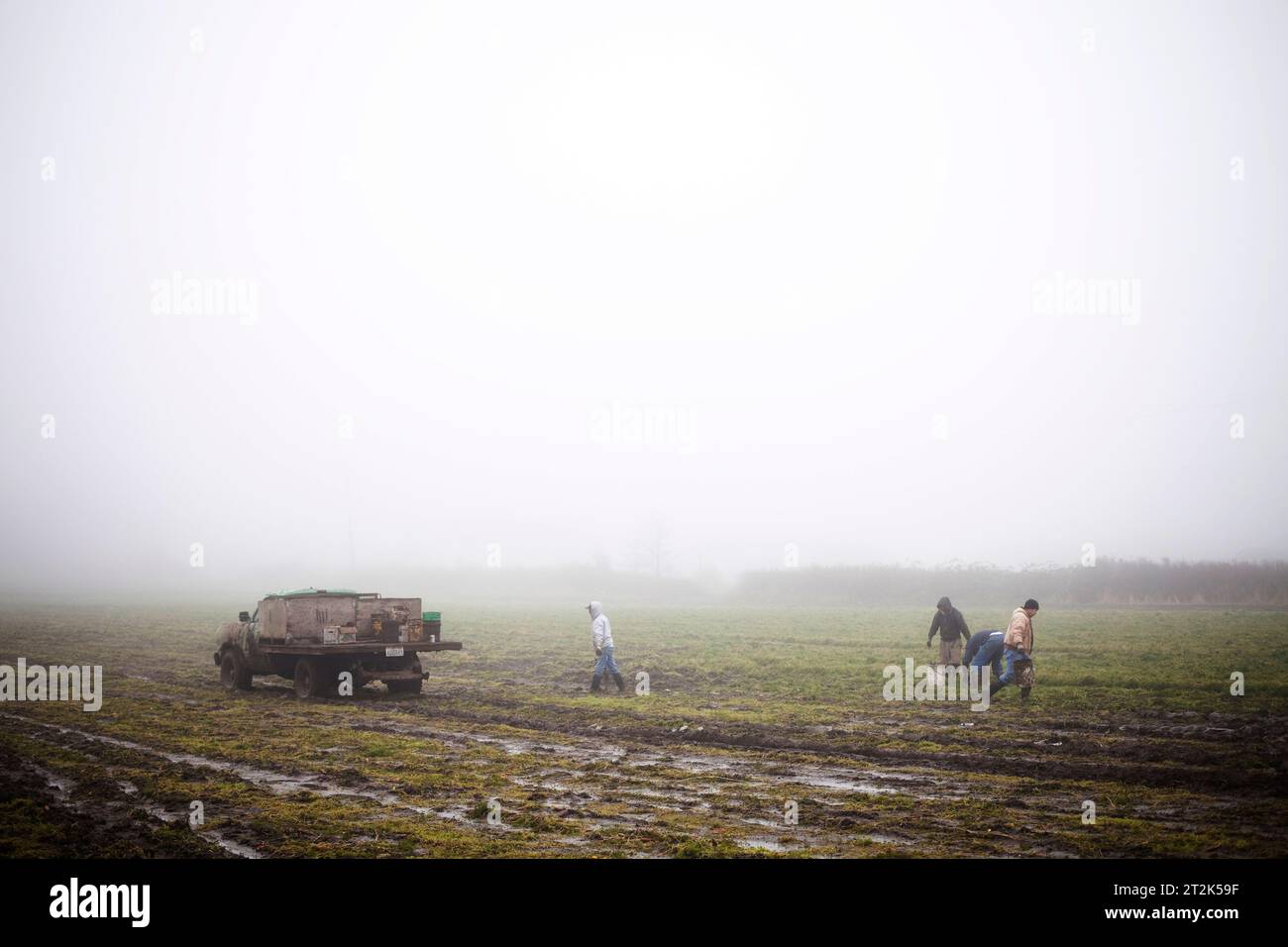 Die Bauern auf einer Bio-Farm pflücken Karotten an einem nebeligen Tag. Stockfoto