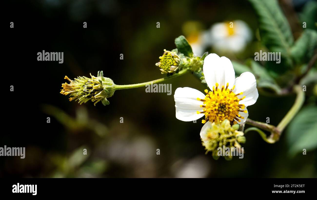 Weiße Blüten mit gelben Blütenstempeln wachsen normalerweise wild im Freien Stockfoto