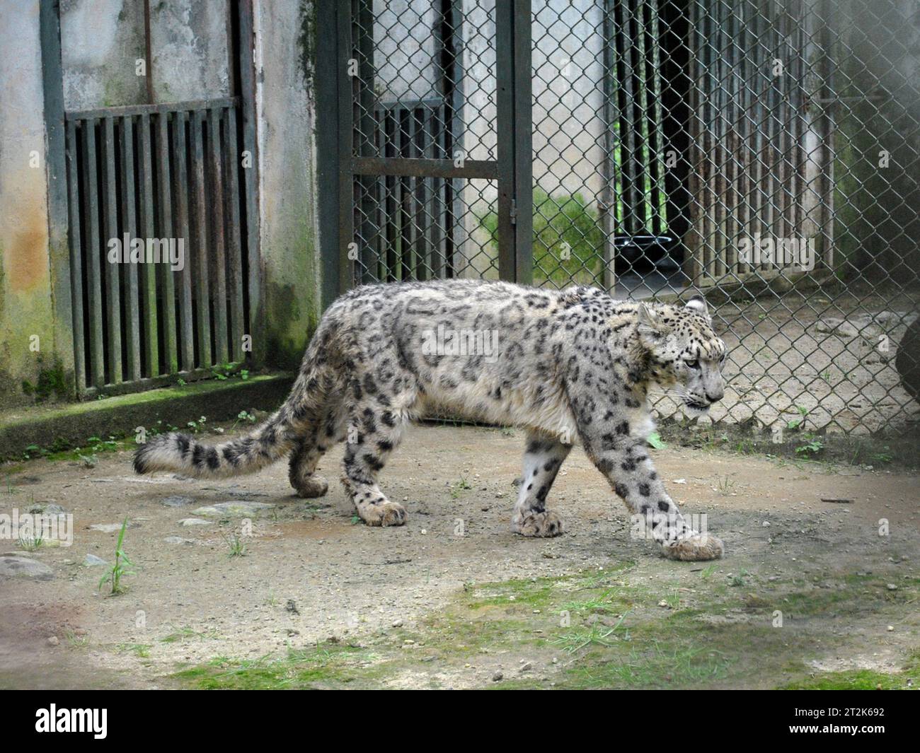 Gefährdeter Schneeleopard Im Zoo Stockfoto