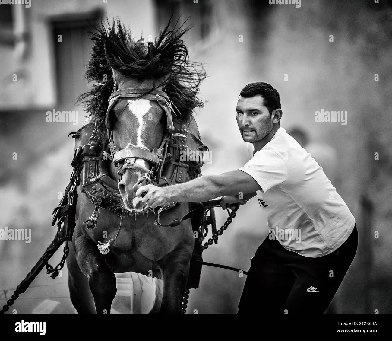 Pferdezug mit Zugpferd in Schwarz-weiß Stockfoto