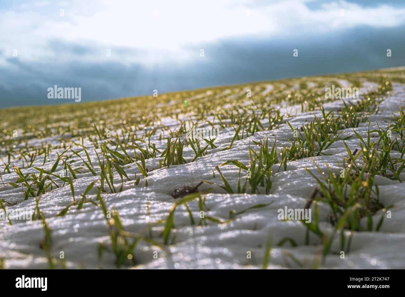 Schnee auf den Feldern der Farm. Keimung von Weizen durch den schmelzenden Schnee. Stockfoto