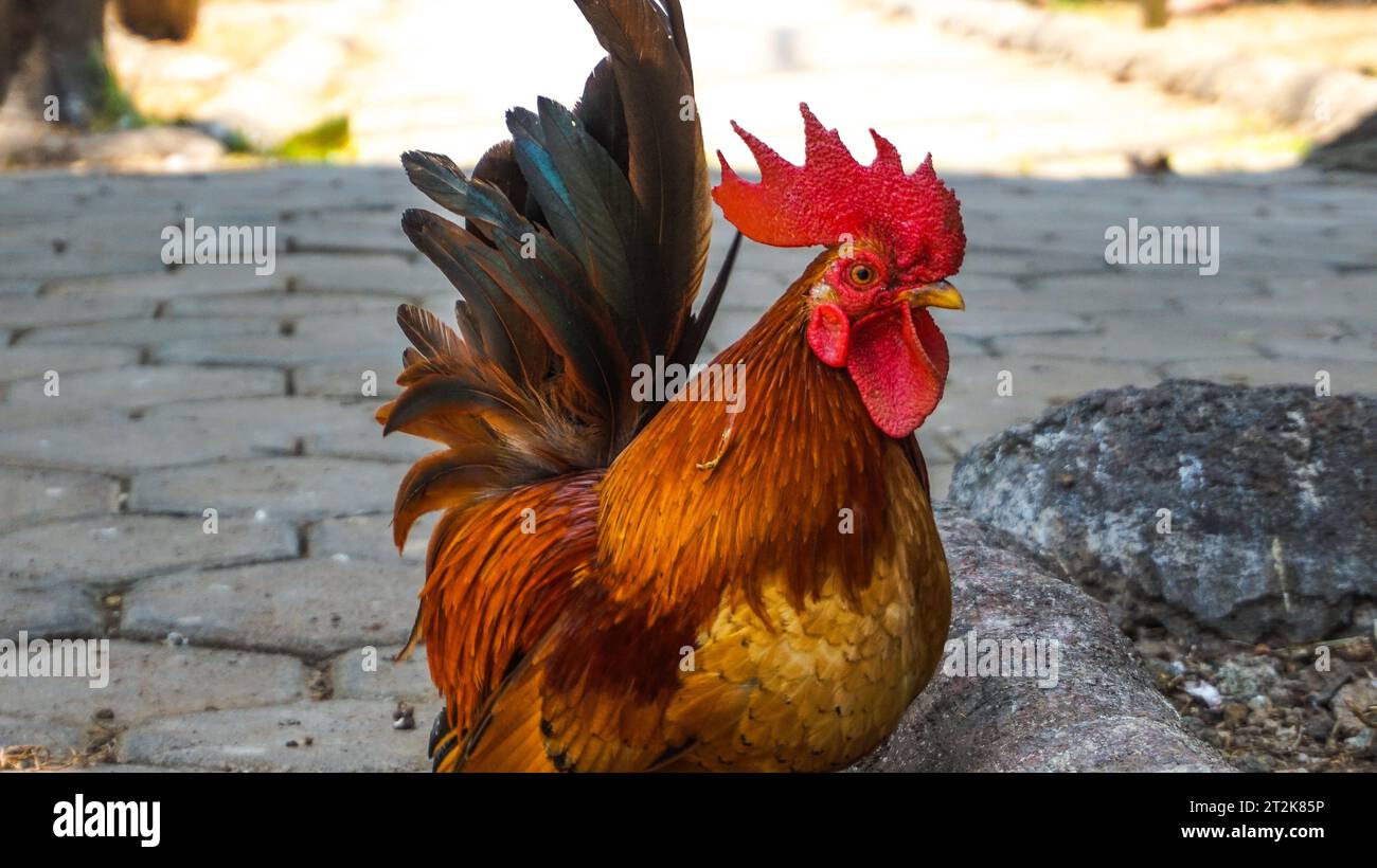 Ein Hahn mit einem roten Kamm mit einer braunen und schwarzen Körperfarbe Stockfoto