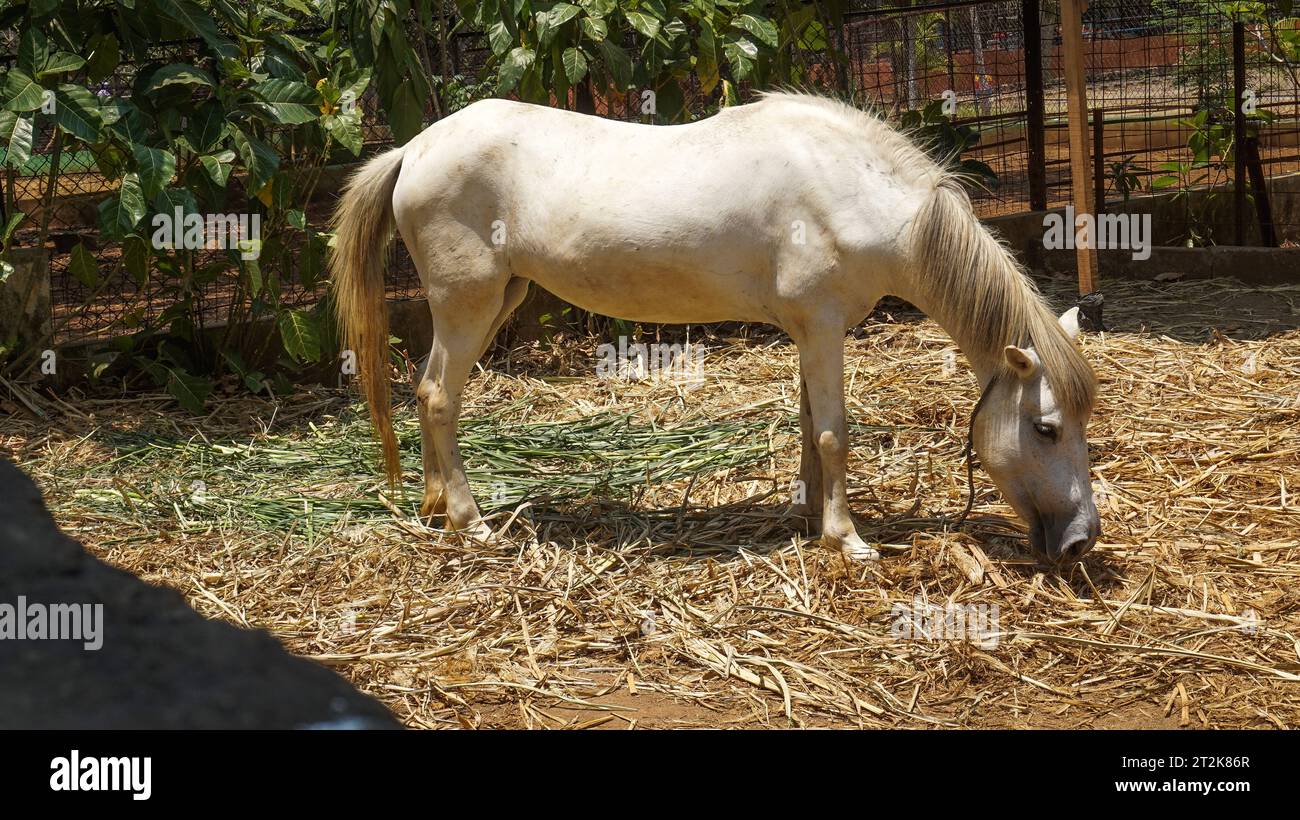Ein weißes Pferd aß Gras auf seinem Land Stockfoto