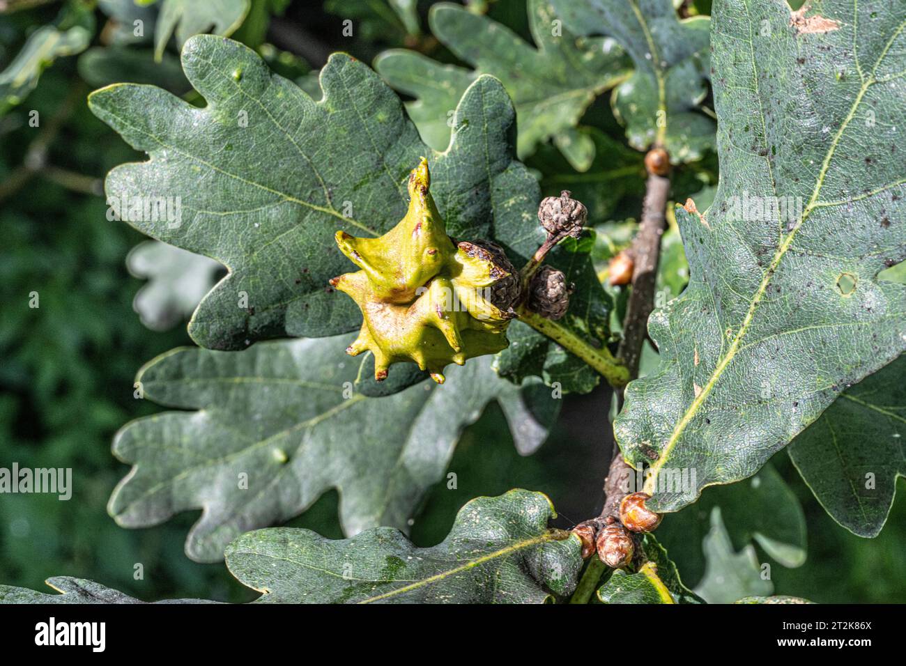 Englische Eiche, Quercus robur, von einer Wespe parasitierte Eichel, Andricus quercuscalicis, verursacht Knopper Oak Gall Stockfoto