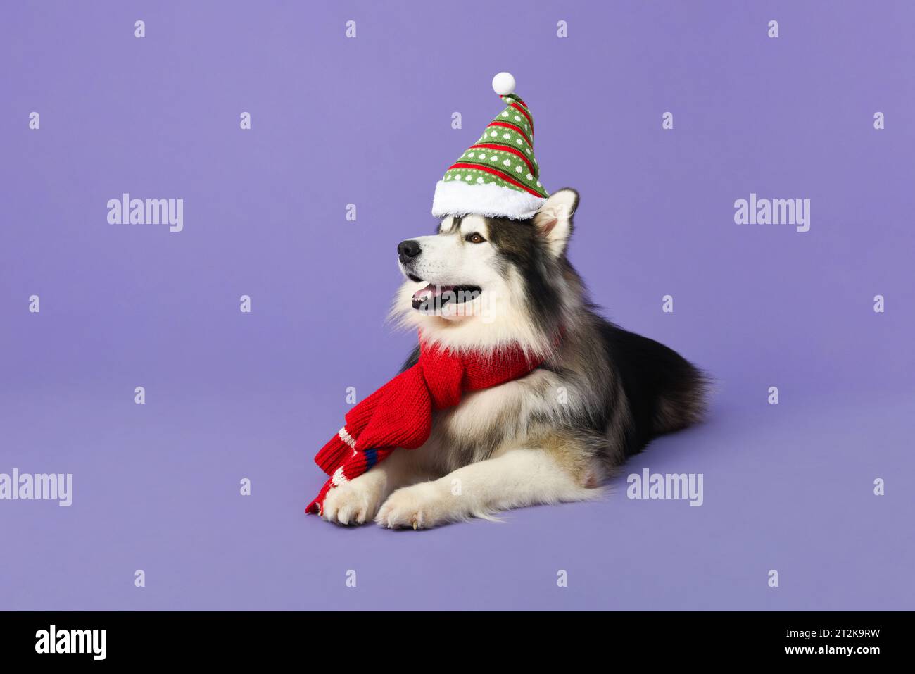 Niedlicher sibirischer Husky-Hund, der Weihnachtsmütze und -Schal in isoliertem lila Farb-Studio-Hintergrund trägt Stockfoto
