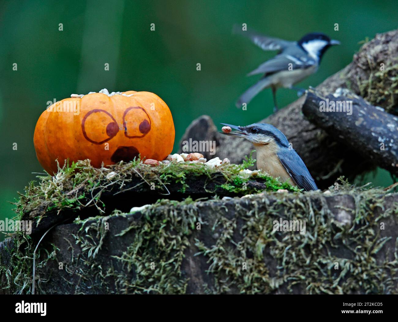 Nuthatch und der Kürbis Stockfoto