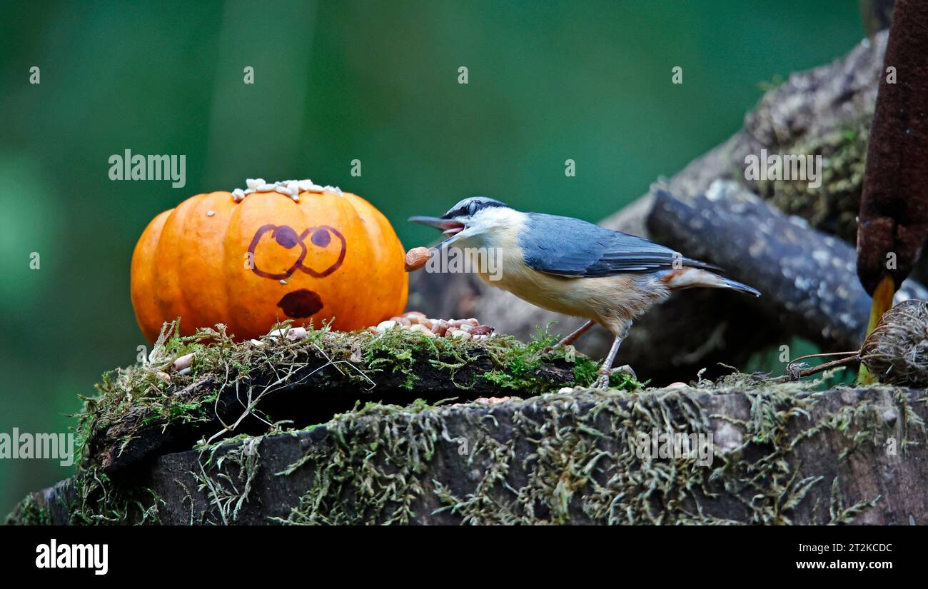 Nuthatch und der Kürbis Stockfoto