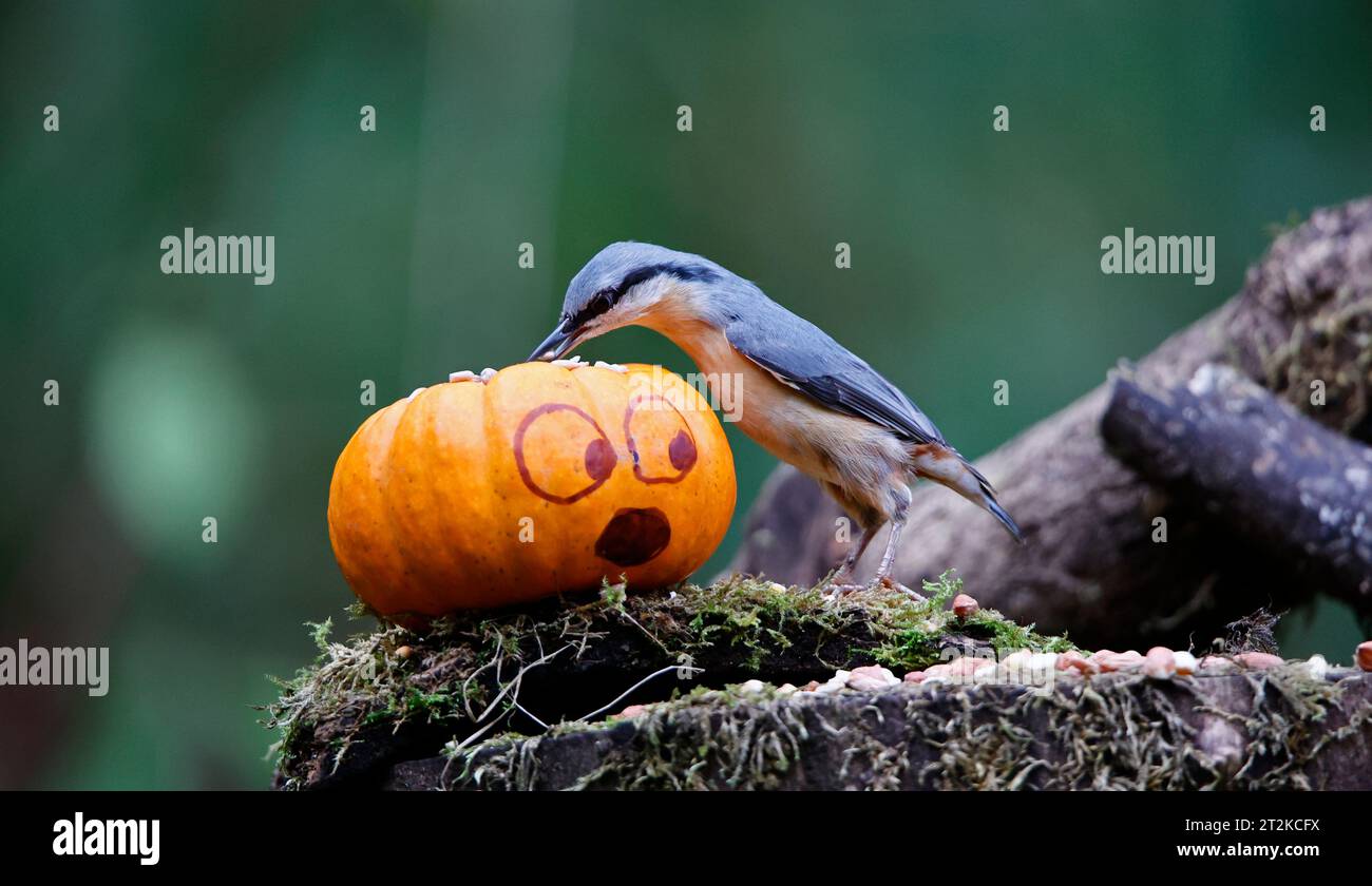 Nuthatch und der Kürbis Stockfoto