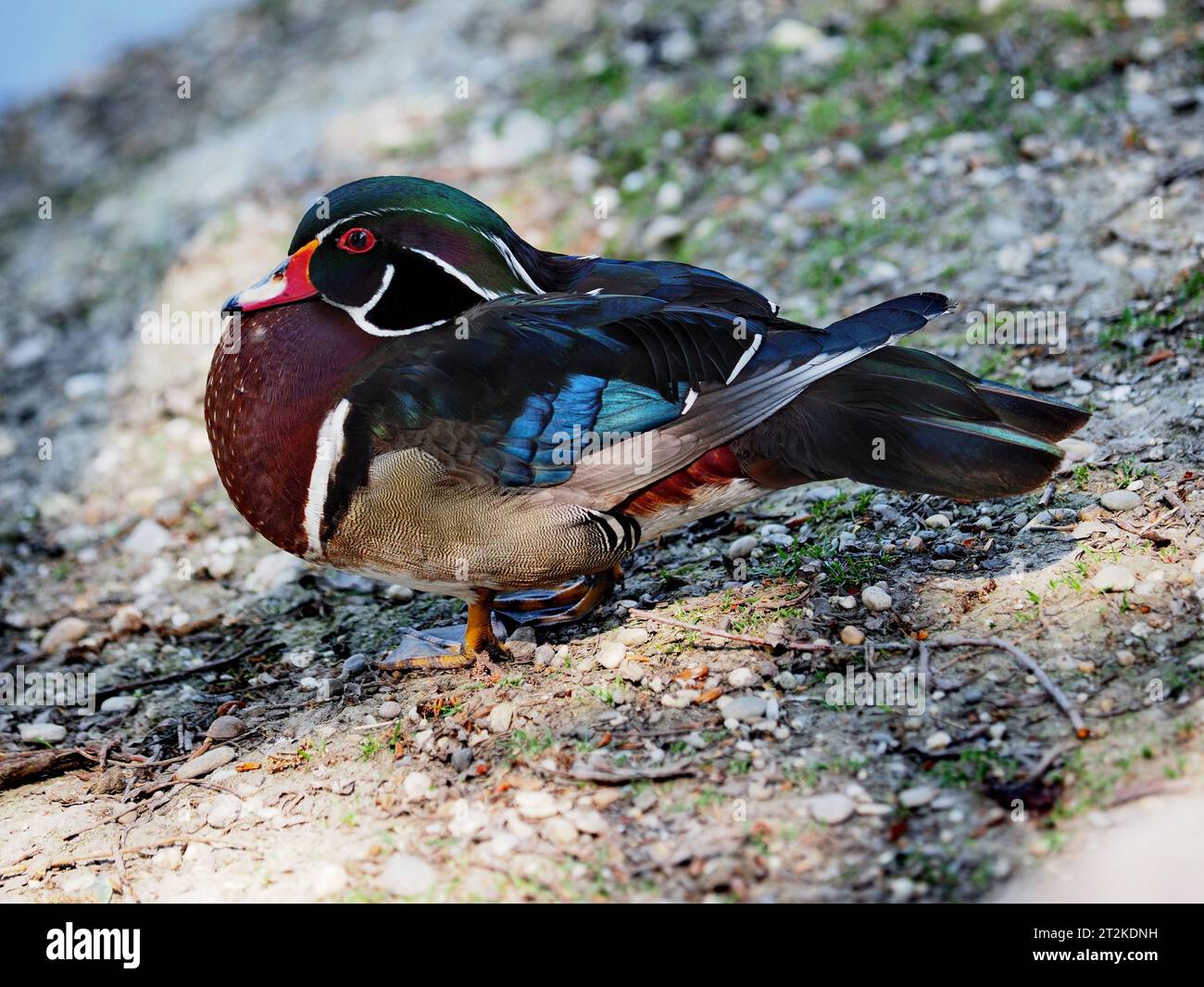 Holzente oder Carolina-Ente (Aix sponsa) Stockfoto