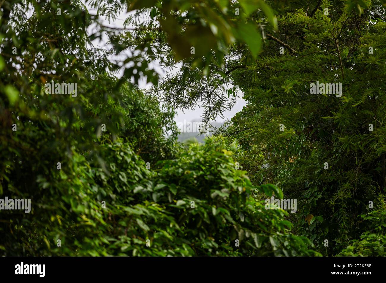 Wunderschöne Landschaft eines Berges mit Ästen von Bäumen, aus Kakkadampoyil, Kerala Stockfoto