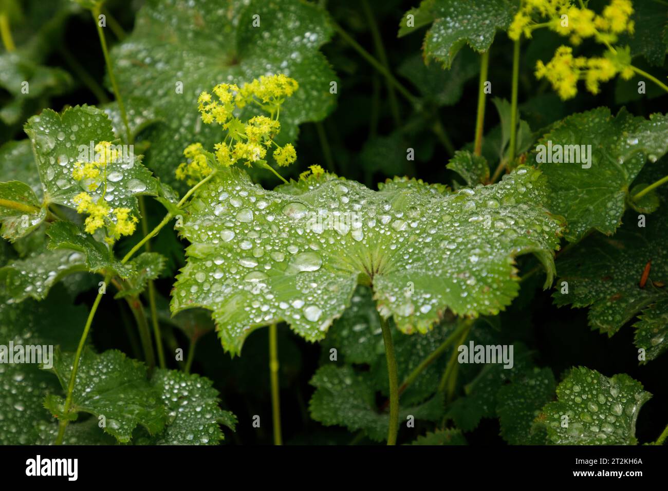 Morgentau auf Blättern im Garten Stockfoto