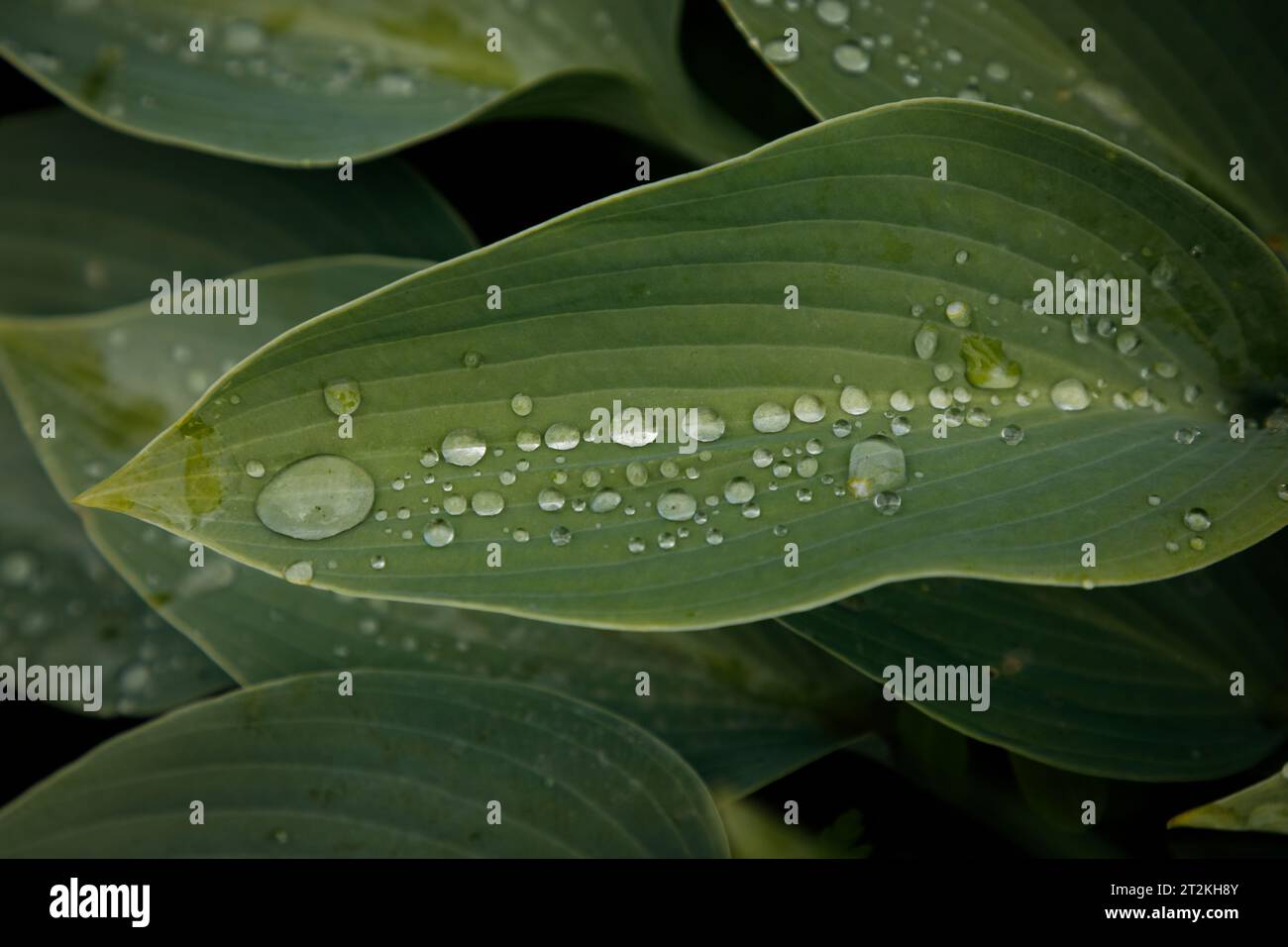 Morgentau auf Blättern im Garten Stockfoto