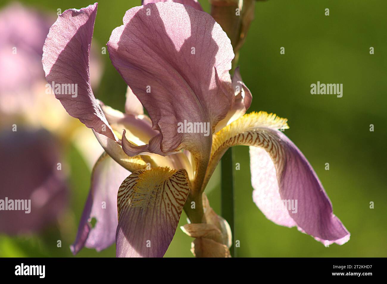 Aus der Nähe von lila Irisblüten Stockfoto