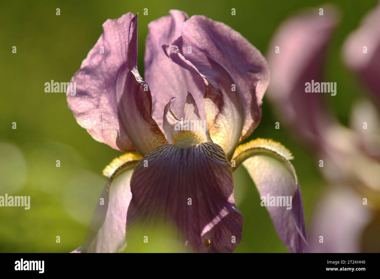 Aus der Nähe von lila Irisblüten Stockfoto
