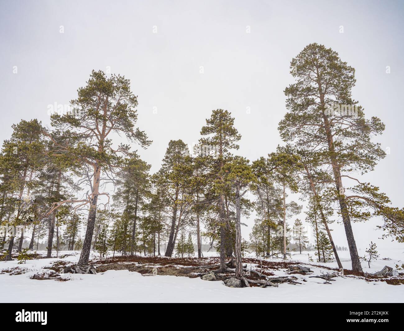Blick auf den finnischen Wald im Winter Stockfoto