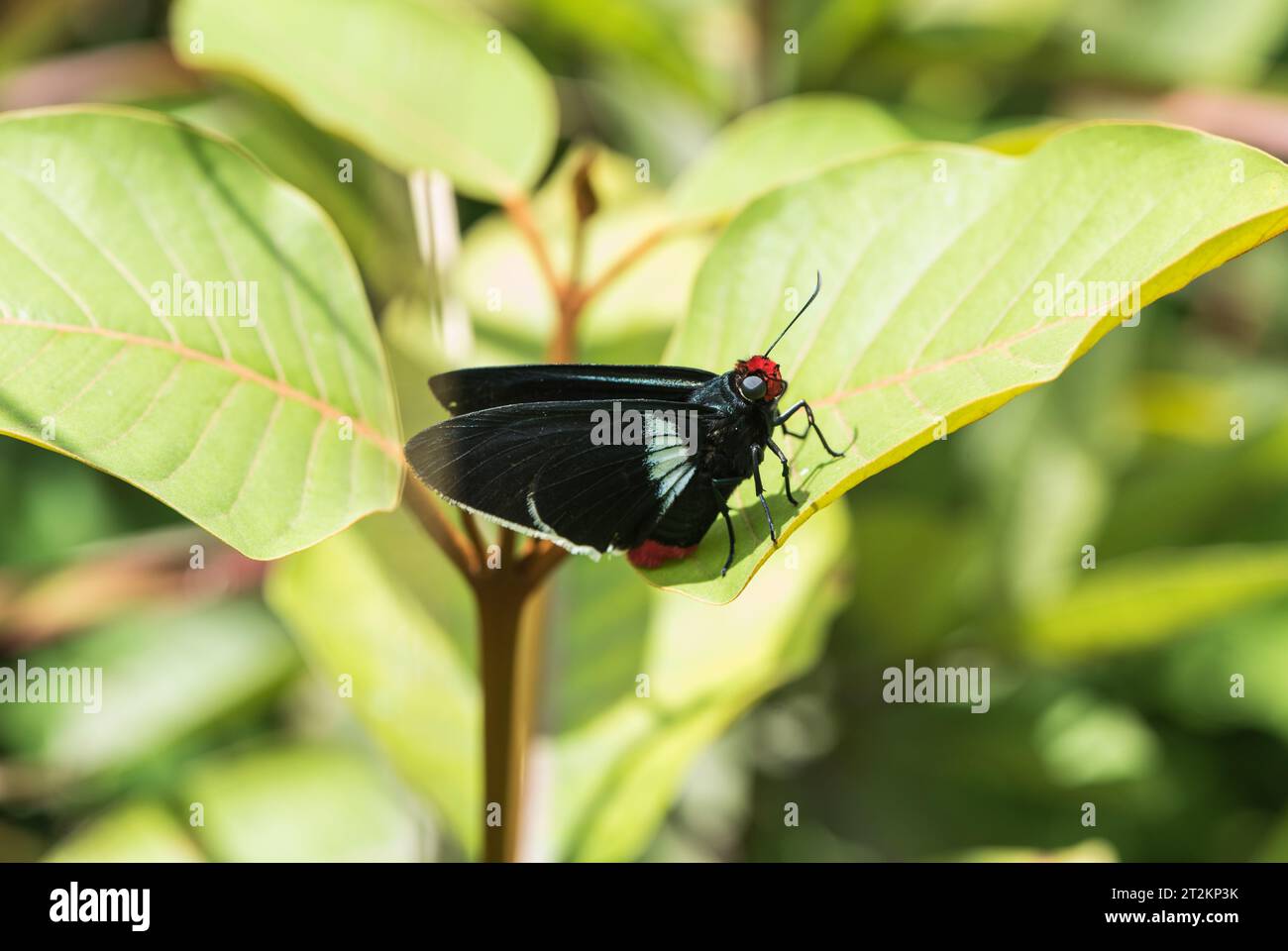 Ein großer Feuerspitz-Skipper (Pyrrhopyge sp.) Auf einem Blatt in der Wild Sumaco Lodge, Ecuador Stockfoto