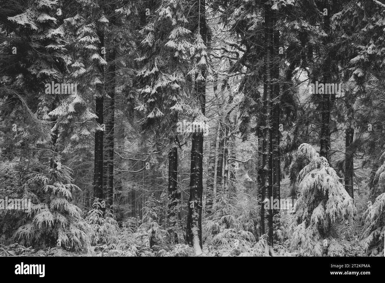 Farbbild des im Winter verschneiten Waldes Stockfoto