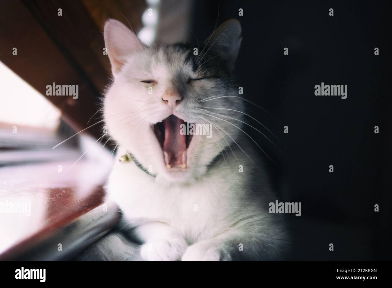 Farbbild einer schwarzen, grauen und weißen Tabbykatze, die auf einer Fensterbank saß und gähnte Stockfoto