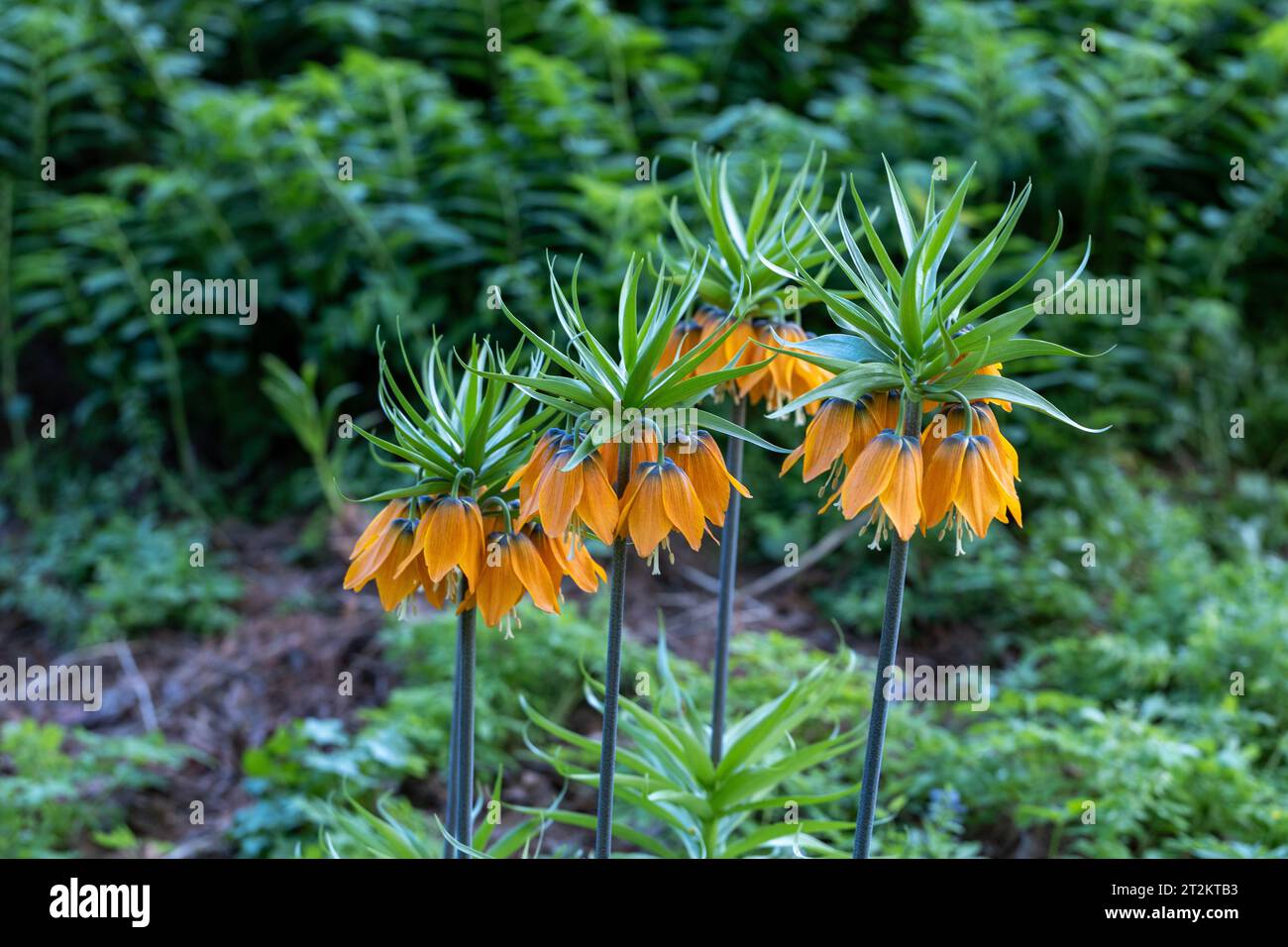 Im Frühling blüht die Pulsatilla vulgaris im Garten rot Stockfoto