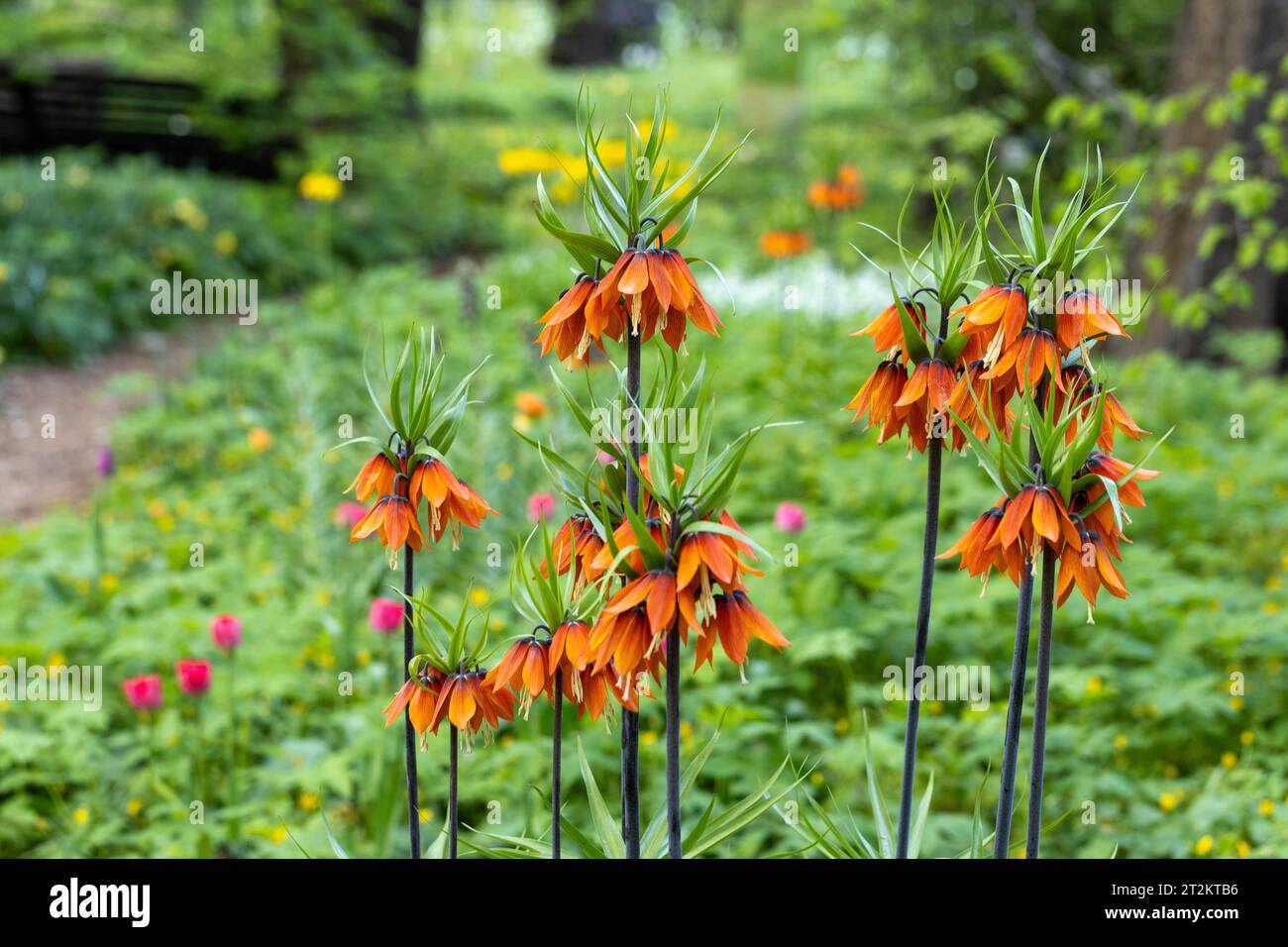 Im Frühling blüht die Pulsatilla vulgaris im Garten rot Stockfoto