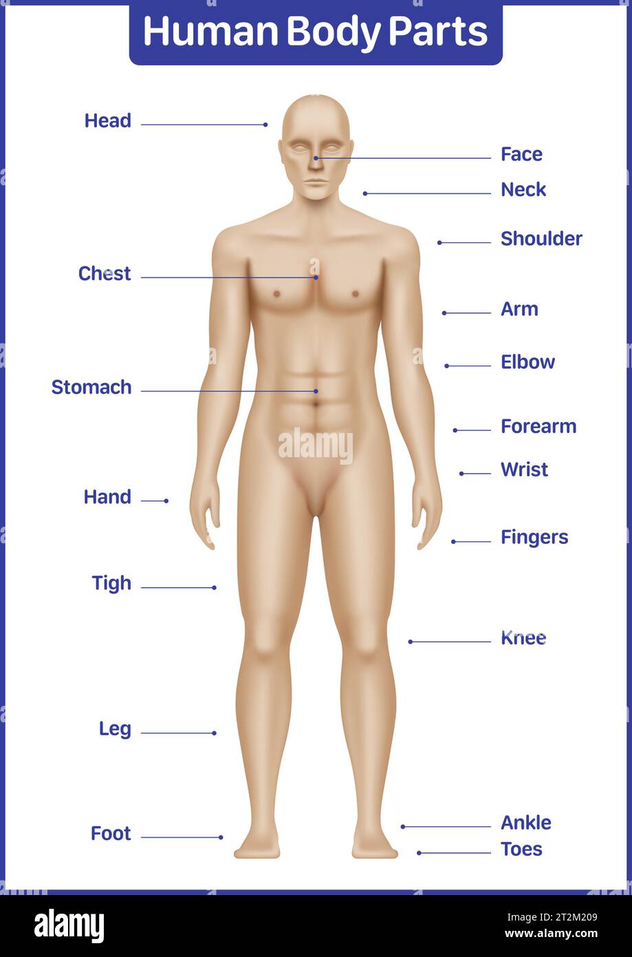 Menschliche Körperteile medizinisches Diagramm mit männlichem Modell, anatomisches Vektorplakat. Stock Vektor