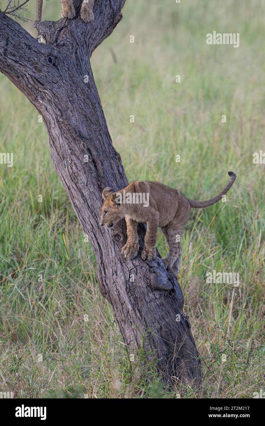 Baby-Löwe (Panthera leo) auf Baum, Taranagire Nationalpark Tansania Stockfoto