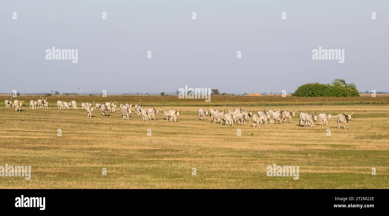 Ungarische Steppenrinder (Bos taurus), Dunapataj, Ungarn Stockfoto