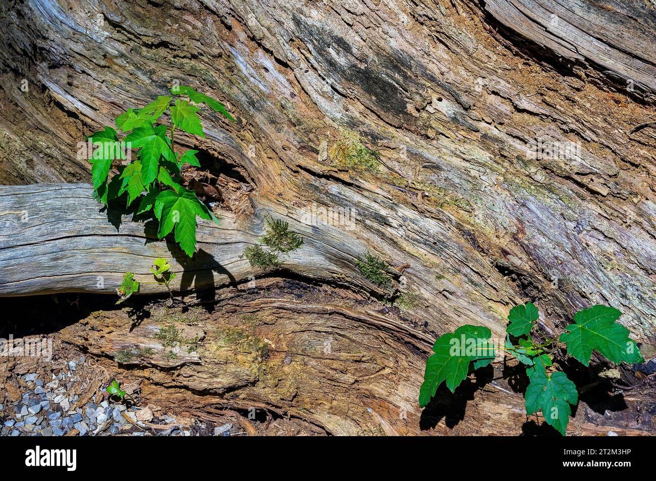 Junggrün wächst auf altem Holz, Allgäu, Bayern, Deutschland Stockfoto