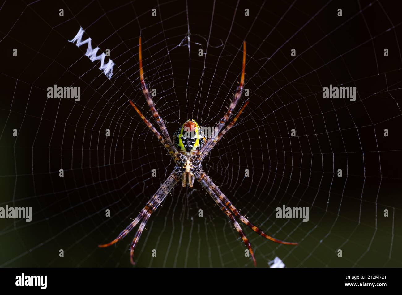 Nahaufnahme einer wunderschönen mehrfarbigen Gartenspinne, die auf dem Netz sitzt und auf die Beute auf dunklem Hintergrund wartet. Stockfoto