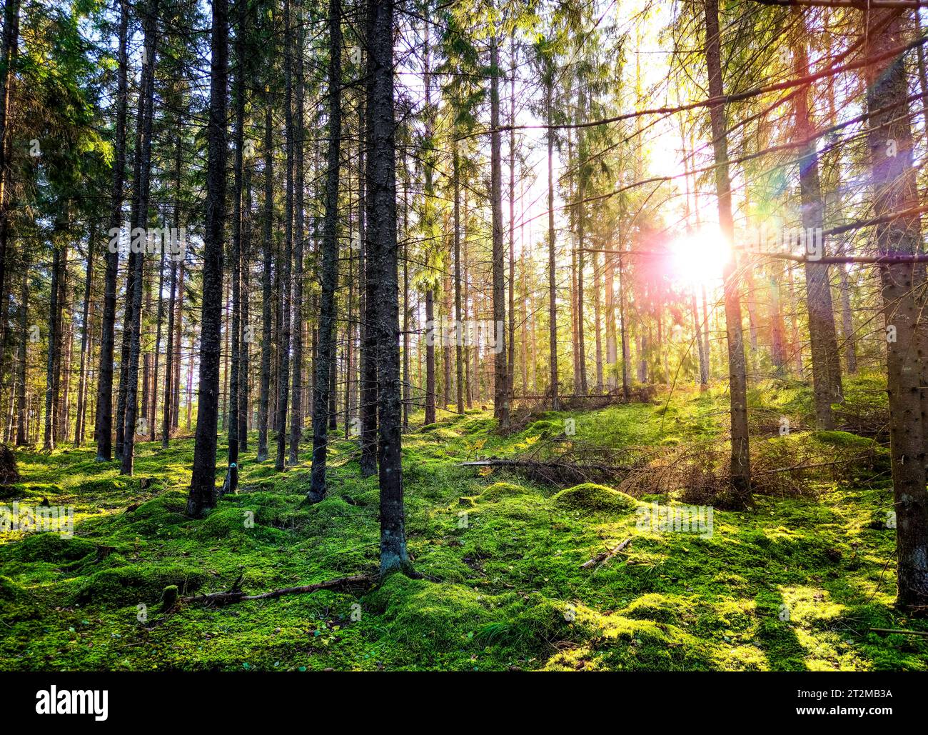 Sonnenuntergang hinter hinterleuchtetem Wald mit Sonnenstrahlen zwischen Kiefern und grünem Moos im Spätsommer im Frühherbsthintergrund Stockfoto