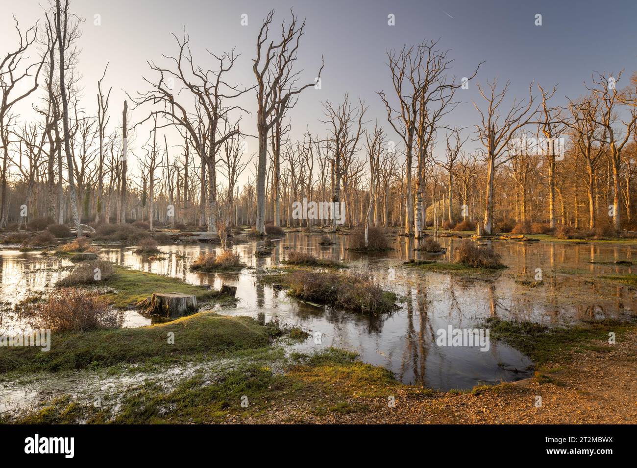 Eine Szene von Bäumen, die durch Hochwasserschäden gestorben sind und silberne Stämme zeigen, die sich im Wasser spiegeln. New Forest, Hampshire, Großbritannien Stockfoto