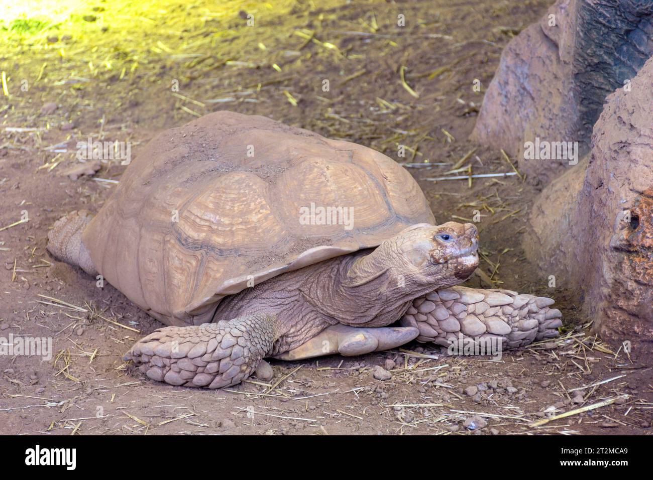 Aldabra Riesenschildkröte (Aldabrachelys gigantea) im Poema del Mar Aquarium, Palmas de Gran Canaria, Gran Canaria, Kanarische Inseln, Spanien Stockfoto