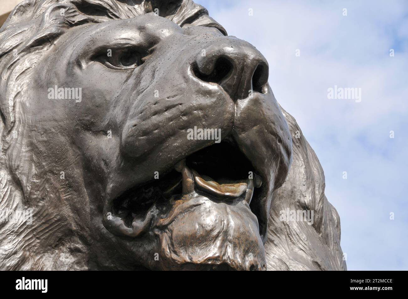 London, UK - 8. Juli 2008: Eine detaillierte Nahaufnahme eines Löwenkopfes am Trafalgar Square, London, UK. Stockfoto