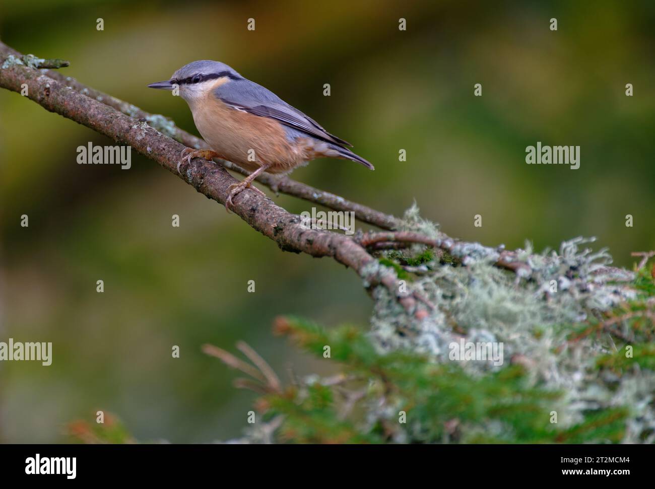 Kleiber Stockfoto