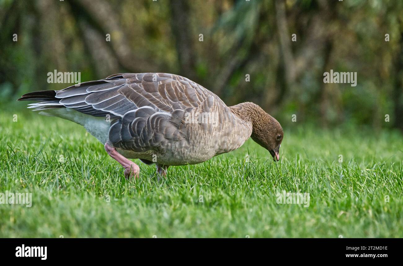 Rosafarbene Gans Stockfoto