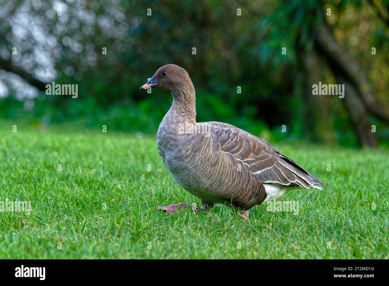 Rosafarbene Gans Stockfoto