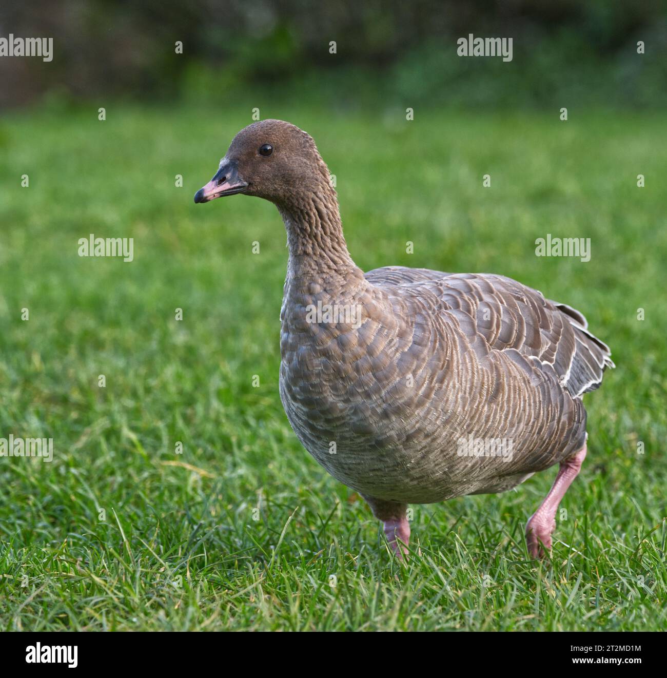 Rosafarbene Gans Stockfoto