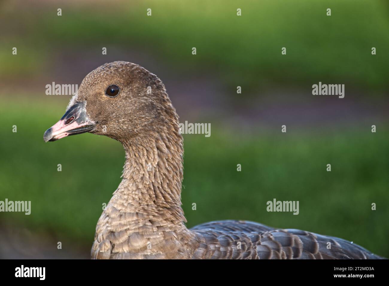 Rosafarbene Gans Stockfoto