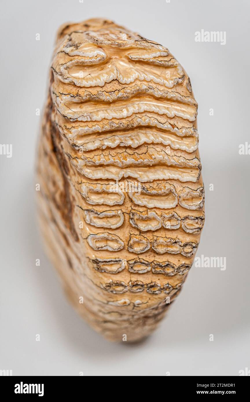 Nahaufnahme eines indischen Elefantenzahns (Backenzahn) mit den „Laminae“ (Graten) Stockfoto