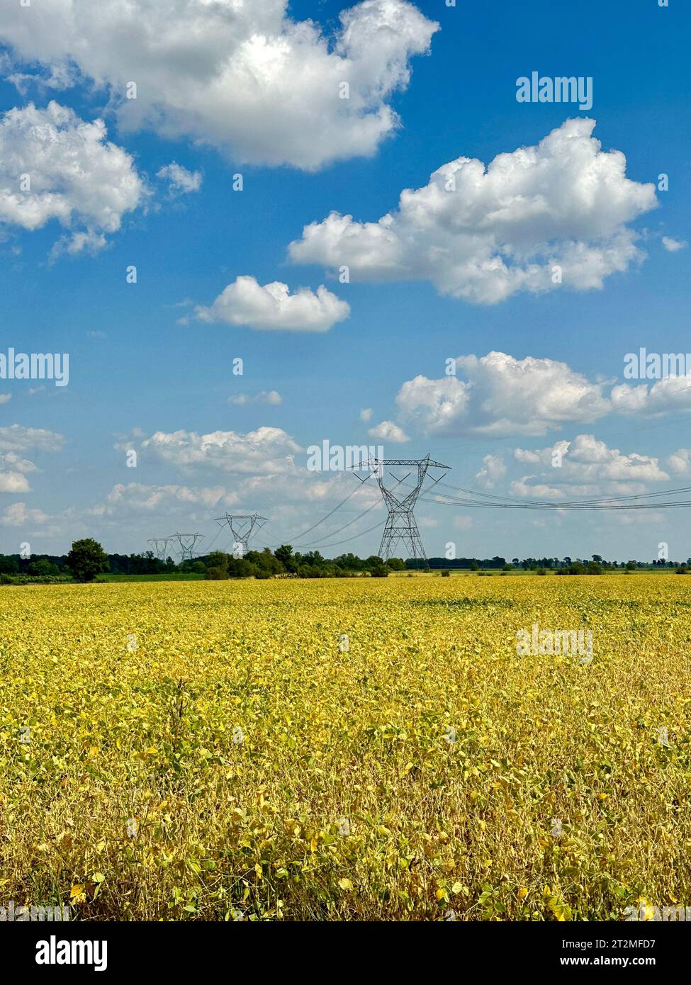 Landwirtschaftliches Feld mit Stromleitungen gegen blauen Himmel mit Wolken Stockfoto