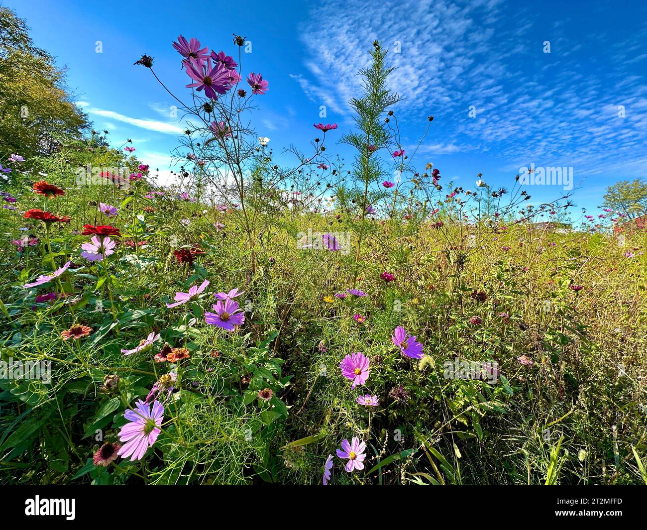 Bunte Wildblumen blühen vor blauem Himmel Stockfoto