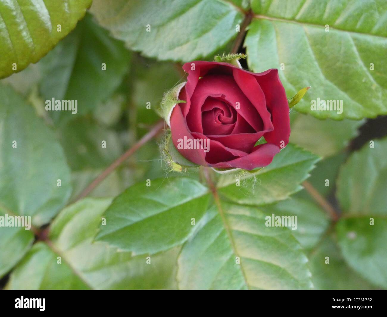 Rosa Stockfoto