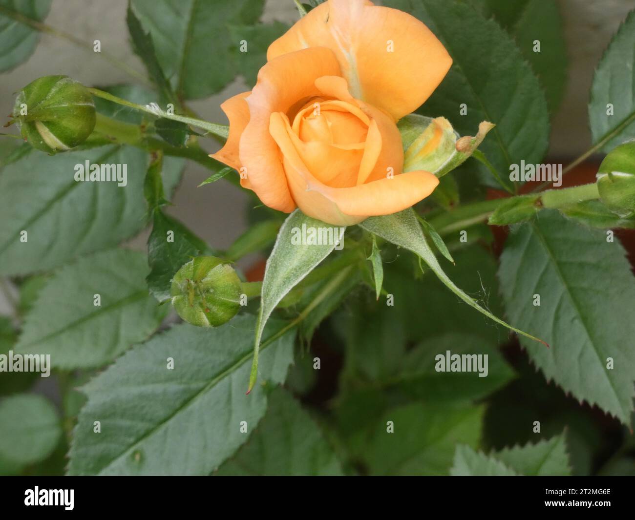 Rosa Stockfoto